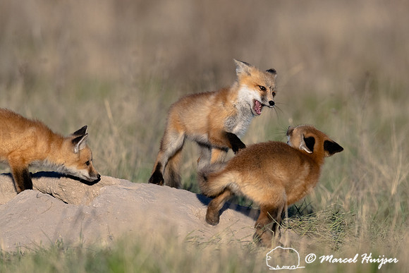 Red fox (Vulpes vulpes) kits, Montana, USA