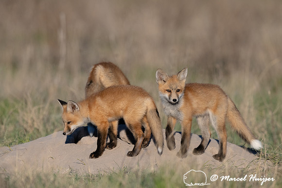 Red fox (Vulpes vulpes) kits, Montana, USA