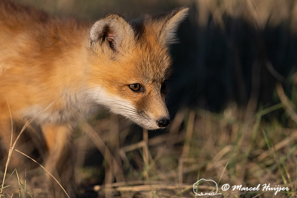 Red fox (Vulpes vulpes) kits, Montana, USA