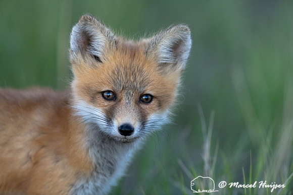 Red fox (Vulpes vulpes) kits, Montana, USA