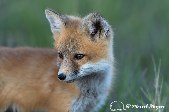 Red fox (Vulpes vulpes) kits, Montana, USA