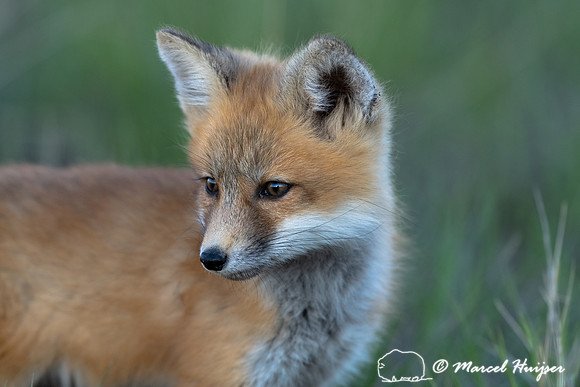 Red fox (Vulpes vulpes) kits, Montana, USA