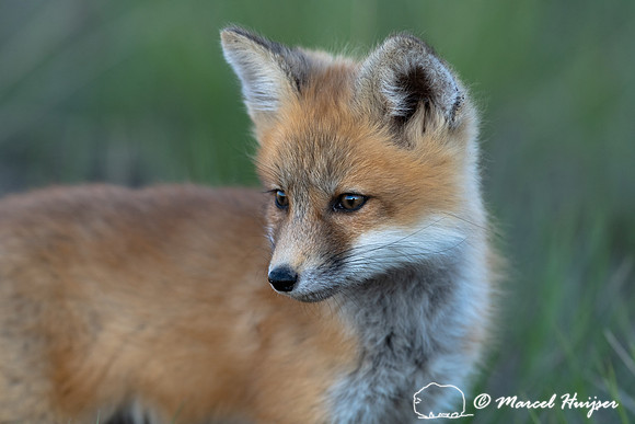 Red fox (Vulpes vulpes) kits, Montana, USA