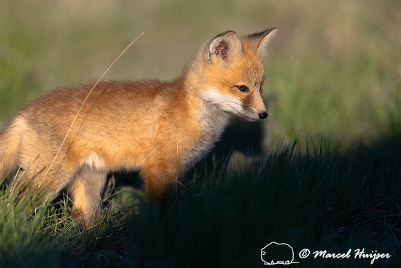 Red fox (Vulpes vulpes) kits, Montana, USA