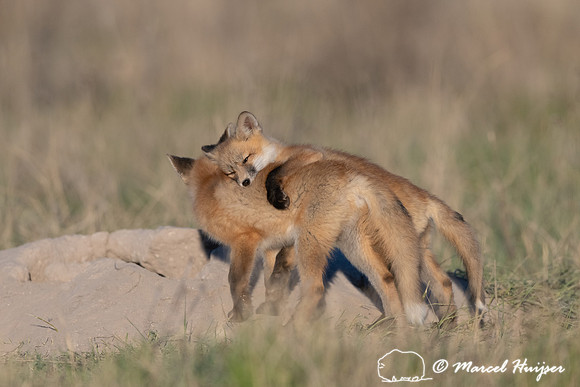 Red fox (Vulpes vulpes) kits, Montana, USA