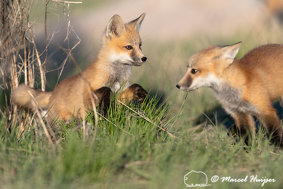 Red fox (Vulpes vulpes) kits, Montana, USA