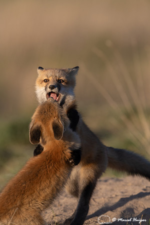 Red fox (Vulpes vulpes) kits, Montana, USA