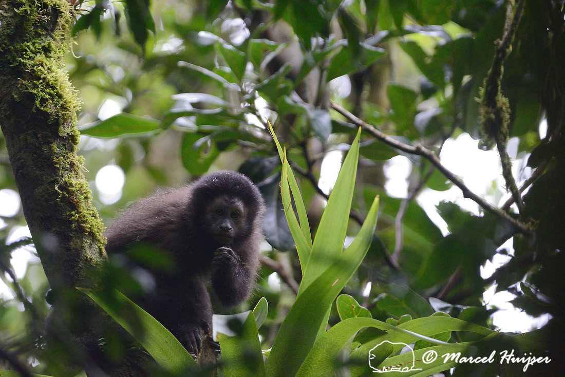 Black horned capuchin (Sapajus nigritus nigritus), Atlantic rainforest, Parque Estadual Carlos Botelho, São Paulo State, Brazil