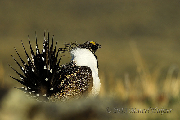 Male sage grouse (Centrocercus urophasianus) in a lek and displaying, near Bannack, Montana, USA