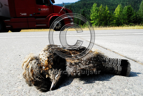 Ruffed grouse (Bonasa umbellus) roadkill, MT