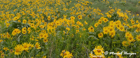 Arrowleaf balsamroot (Balsamorhiza sagittata), Missoula, Montana, USA
