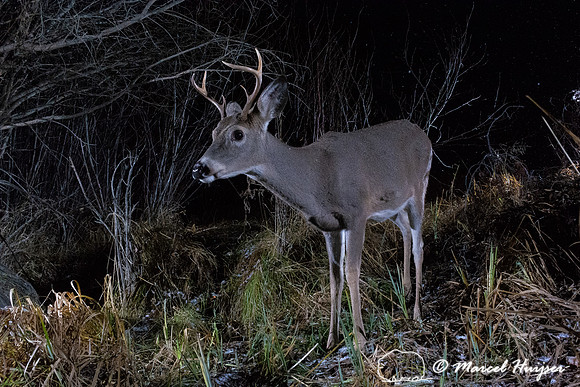 White-tailed deer buck (Odocoileus virginianus), Montana, USA