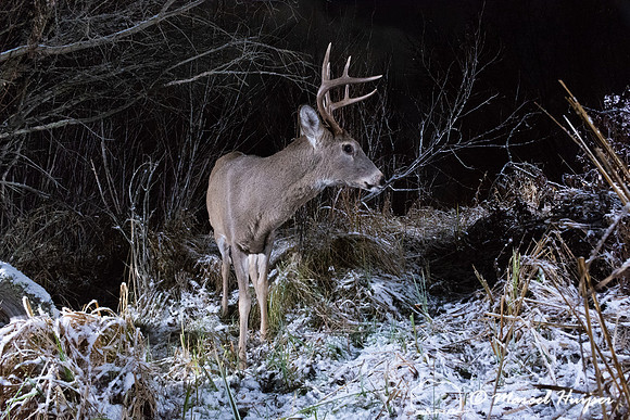 White-tailed deer buck (Odocoileus virginianus), Montana, USA