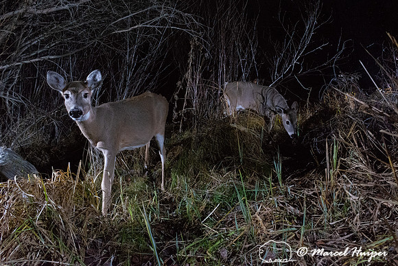White-tailed deer does (Odocoileus virginianus), Montana, USA