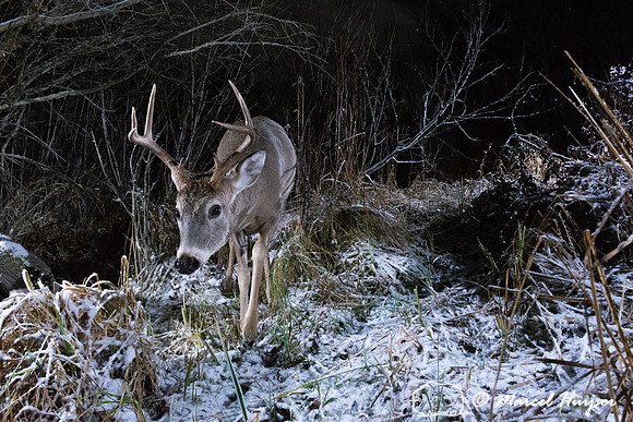 White-tailed deer buck (Odocoileus virginianus), Montana, USA