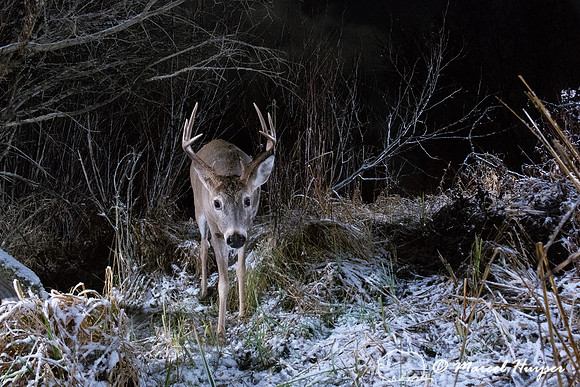 White-tailed deer buck (Odocoileus virginianus), Montana, USA