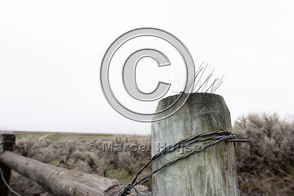 Bird control spikes on a fence post, Montana