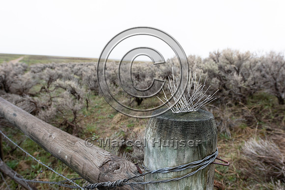 Bird control spikes on a fence post, Montana