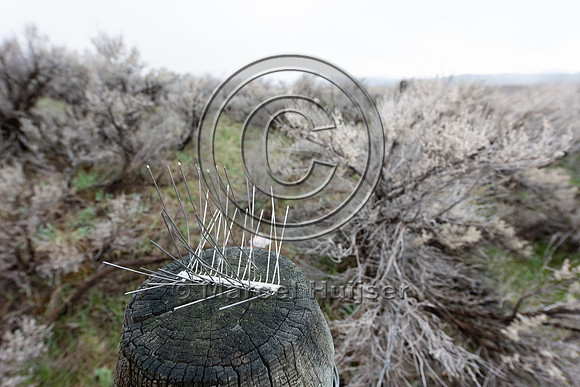 Bird control spikes on a fence post, Montana