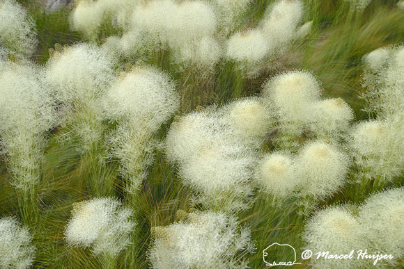 Summer snowballs.  Beargrass (Xerophyllum tenax), Lolo Pass area, Idaho, USA