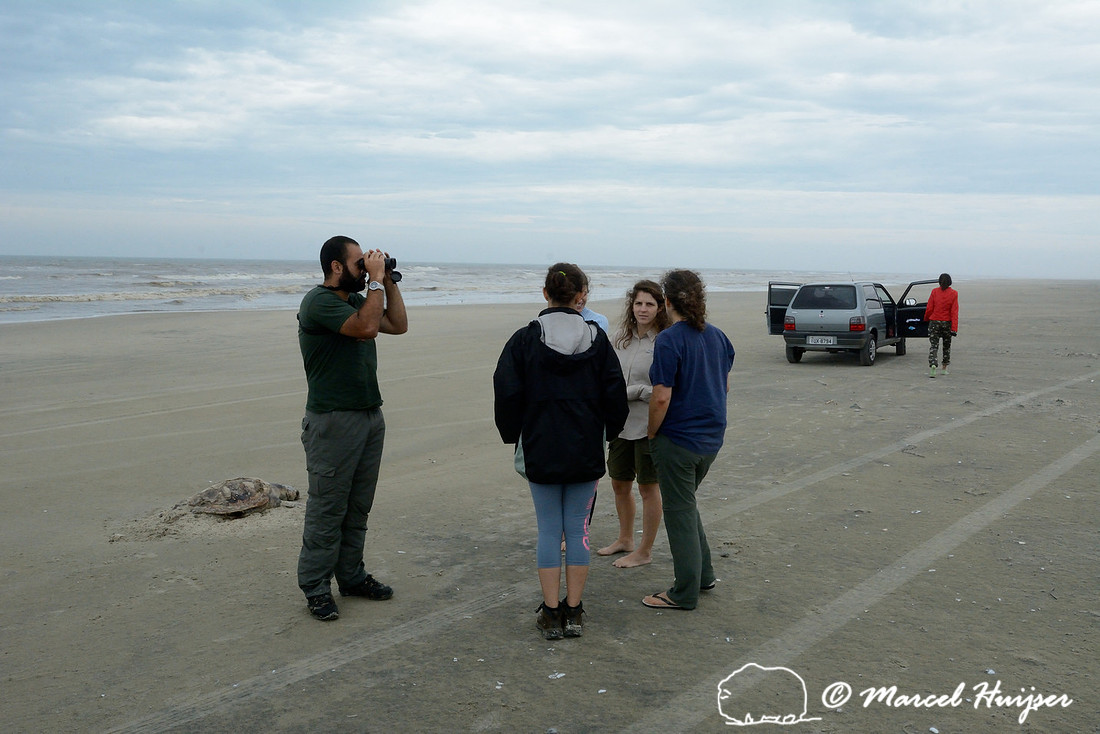 Inspecting a dead sea turtle on beach, Parque Nacional da Lagoa do Peixe, Rio Grande do Sul, Brazil