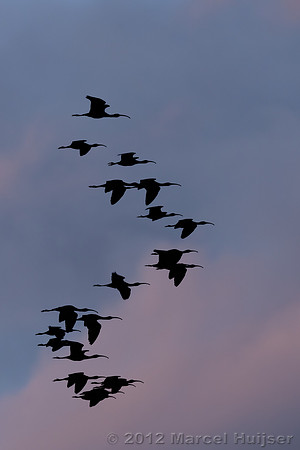 White-faced ibis (Plegadis chihi)  Centennial Valley, Montana, U
