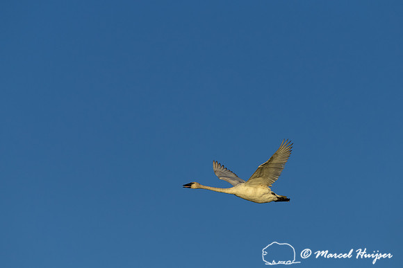 Trumpeter swan (Cygnus buccinator), Centennial Valley, Montana,