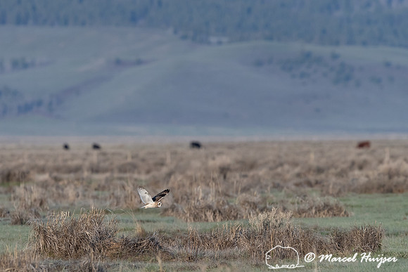 Short-eared owl (Asio flammeus), Centennial Valley, Montana, USA