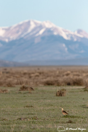 Long-billed curlew (Numenius americanus), Centennial Valley, Mon