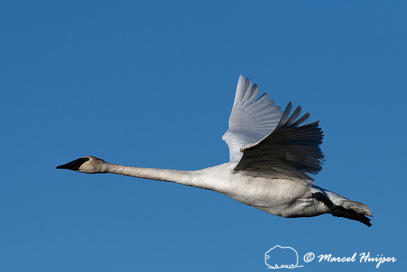 Trumpeter swan (Cygnus buccinator), Centennial Valley, Montana,