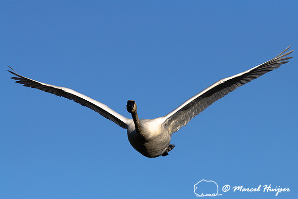 Trumpeter swan (Cygnus buccinator), Centennial Valley, Montana,