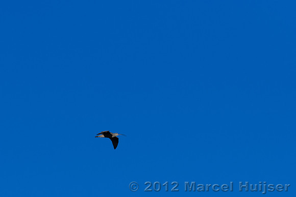 Long-billed curlew (Numenius americanus), Centennial Valley, Mon