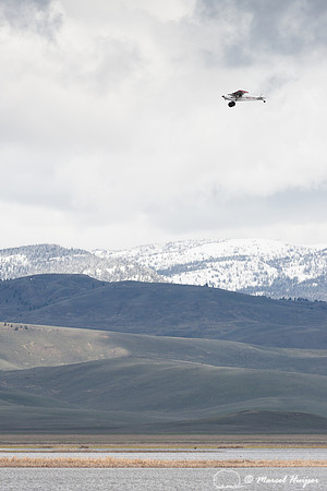 Aerial bird survey, Red Rock Lakes,  Centennial Valley, Montana,