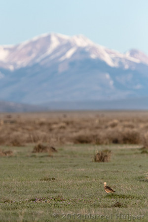 Long-billed curlew (Numenius americanus), Centennial Valley, Mon