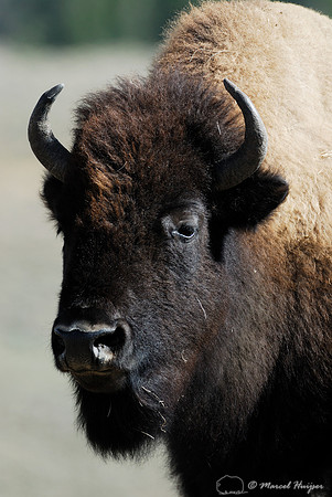 Bison (Bison bison), Wyoming, USA
