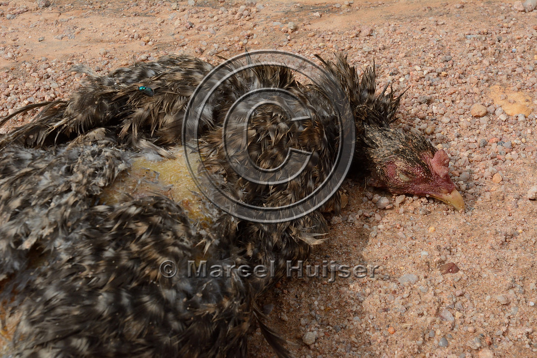 Chicken roadkill, near São José do Barreiro, Parque Nacional da Serra da Canastra, Minas Gerais, Brazil