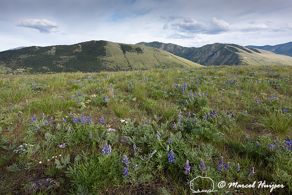 Lupine (Lupinus sp.), Missoula, Montana