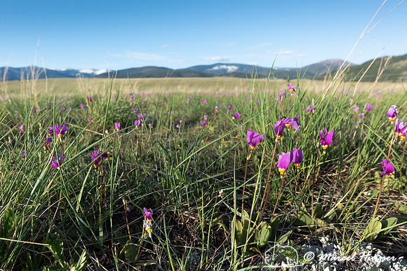 Shootingstar (Dodecatheon sp.), Missoula, Montana