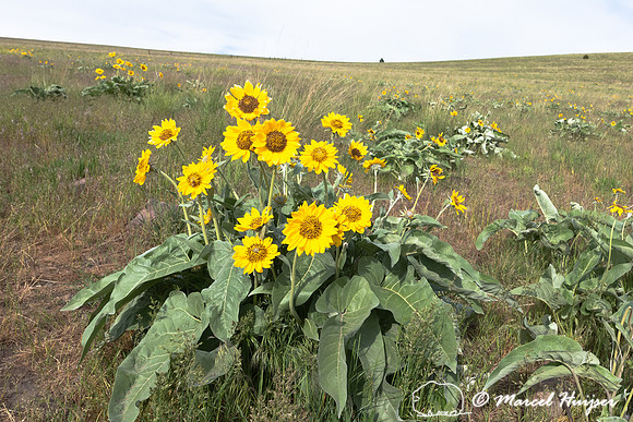 Arrowleaf Balsamroot (Balsamorhiza sagittata), Missoula, Montana