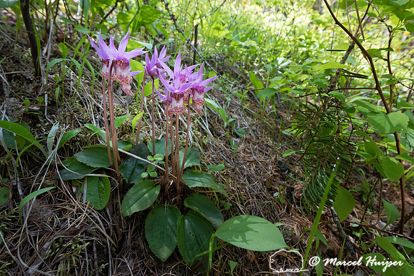 Fairy Slipper (Calypso bulbosa),Montana, USA