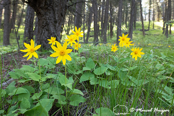 Heart-leaved arnica (Arnica cordifolia),Montana, USA