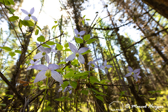 Purple clematis (Clematis occidentalis),Montana, USA