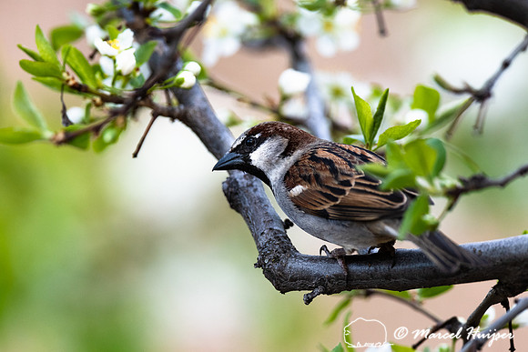 House sparrow (Passer domesticus), Montana. USA