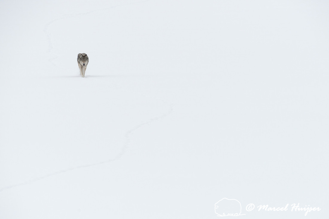 Winter wolf (Canis lupus), approaching on snow covered frozen river, Wyoming, USA