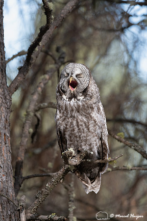 Great gray owl (Strix nebulosa) yawning, Montana