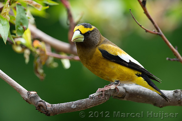 Evening grosbeak (Coccothraustes vespertinus) male, Montana, USA