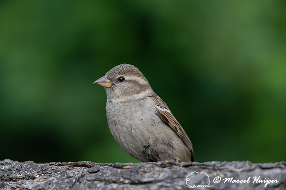 House sparrow (Passer domesticus) female, Montana, USA