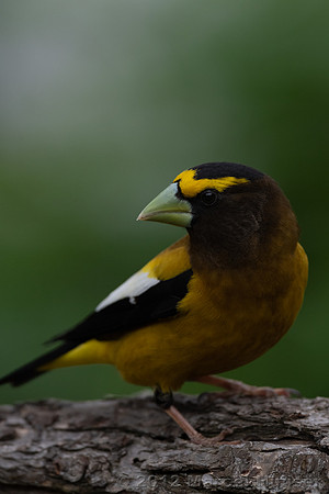 Evening grosbeak (Coccothraustes vespertinus) male, Montana, USA