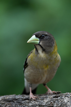 Evening grosbeak (Coccothraustes vespertinus) female, Montana, U