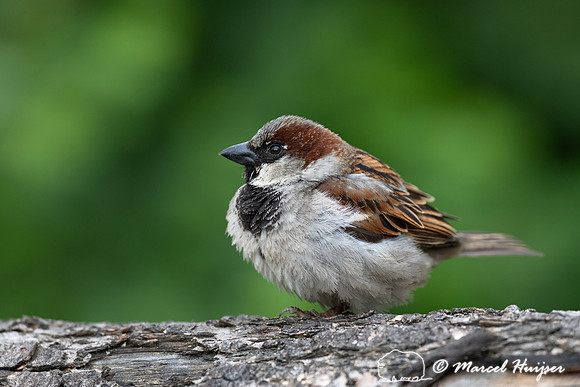 House sparrow (Passer domesticus) male, Montana, USA